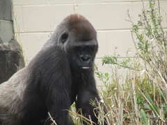 Gorilla