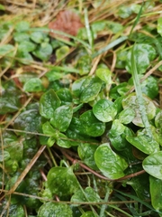 Lysimachia nummularia