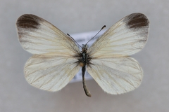 Leptidea reali