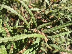 Cryptocephalus notatus