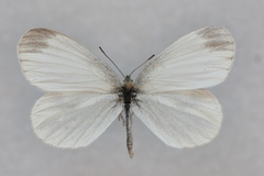 Leptidea reali