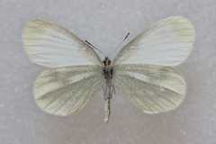 Leptidea reali