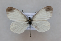 Leptidea reali