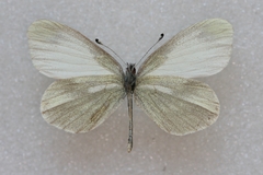 Leptidea reali