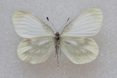 Leptidea reali