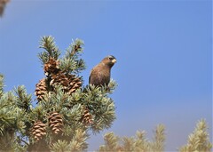 Leucosticte australis
