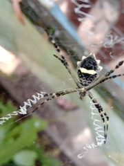 Argiope argentata