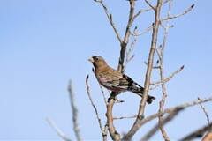 Leucosticte australis