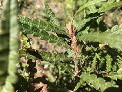 Cryptocephalus notatus