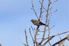 Leucosticte australis
