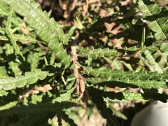 Cryptocephalus notatus