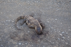 Varanus albigularis albigularis