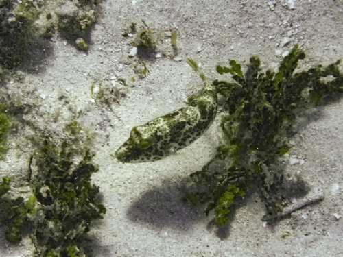 Caribbean puffer (Sphoeroides greeleyi) — Tetraodontidae — 5