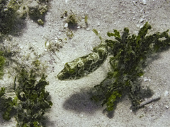 Sphoeroides greeleyi