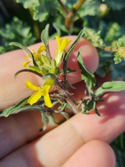 Gutierrezia microcephala
