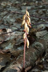 Corallorhiza maculata