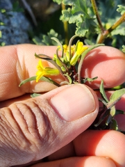 Gutierrezia microcephala