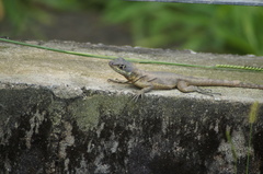 Tropidurus catalanensis