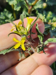 Gutierrezia microcephala