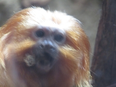 Leontopithecus rosalia