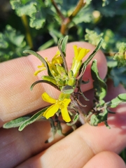Gutierrezia microcephala