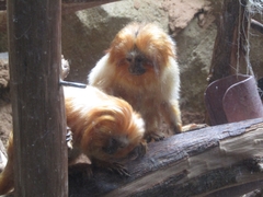 Leontopithecus rosalia