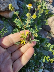 Gutierrezia microcephala