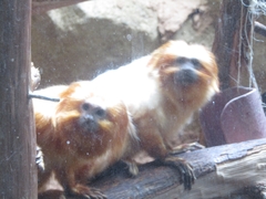 Leontopithecus rosalia