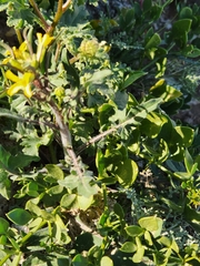 Gutierrezia microcephala