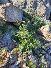 Gutierrezia microcephala