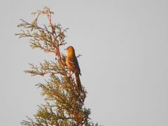 Icterus bullockii