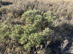 Pimelea aridula aridula