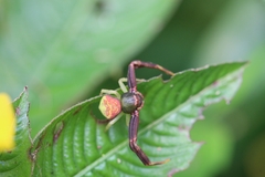 Runcinioides litteratus