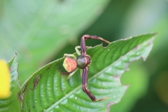 Runcinioides litteratus