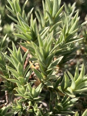 Pimelea aridula aridula