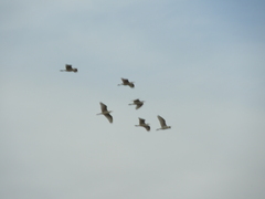 Bubulcus ibis
