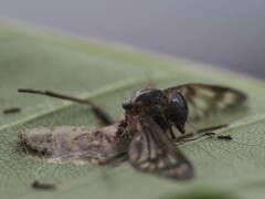 Furia ithacensis