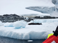 Leptonychotes weddellii