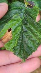 Phylloporia bistrigella