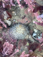 Acanthodoris rhodoceras