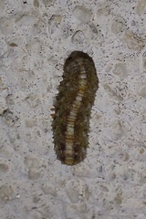 Scaeva selenitica