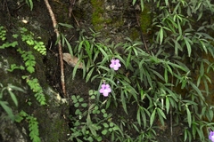 Achimenes cettoana
