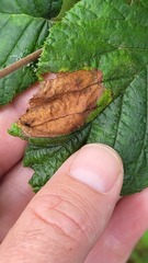 Phylloporia bistrigella