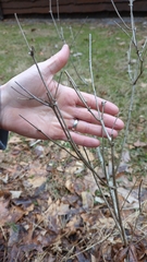 Lonicera