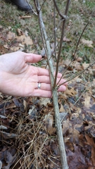 Lonicera