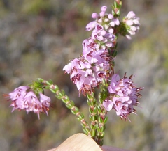 Erica globiceps globiceps