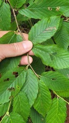Stigmella lemniscella