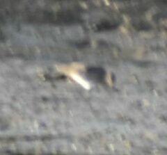Limosa