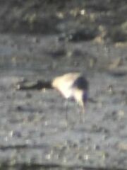 Limosa