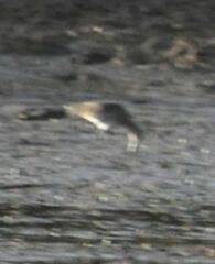 Limosa